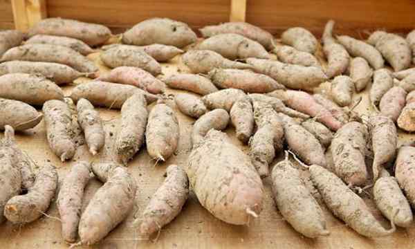 Guérir correctement les patates douces pour le stockage