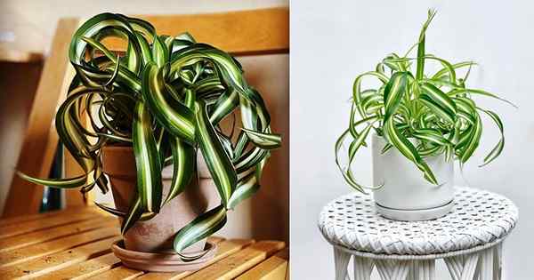 Curly Spider Plant Care | Wachstum von Chlorophytum Bonnie