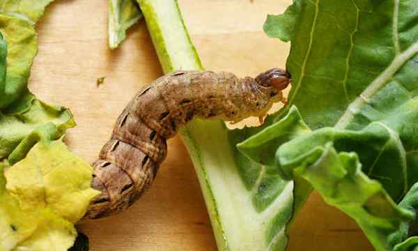 Coupworms Comment détruire les chenilles de Noctuidae dans votre jardin