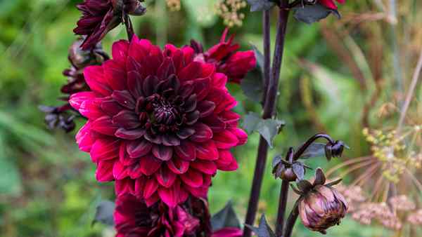 Dahlia flores como cultivar dálias pelo grupo