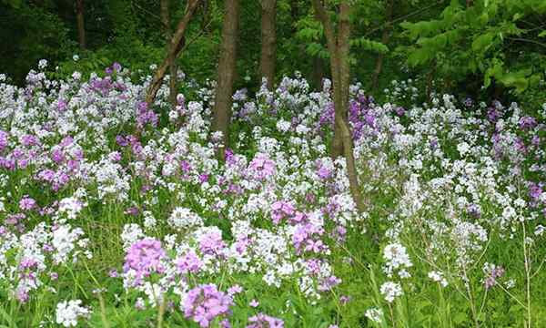 Dames Rocket A Merrie Olde Gillyflower