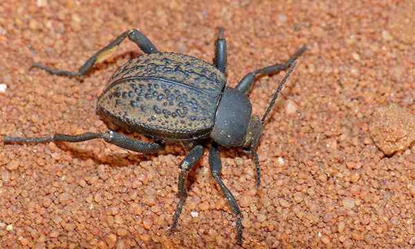 Darkling Beetle Problemas Prevenção e Gerenciamento