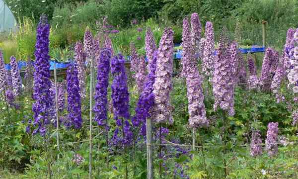 Delphinium memimpikan pertumbuhan delphinium di kebun Anda