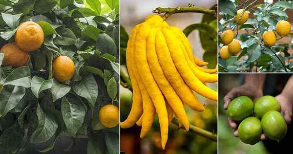 Différents types de citrons avec des images | Meilleures variétés de citron