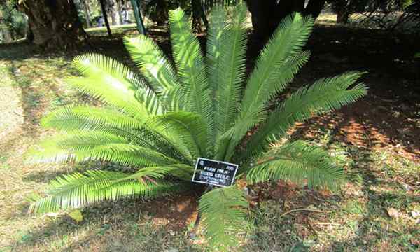 Dioon Edule Growing Palm Virgin