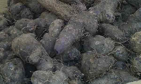 Dioscorea alata cultive de merveilleuses ignames ailées