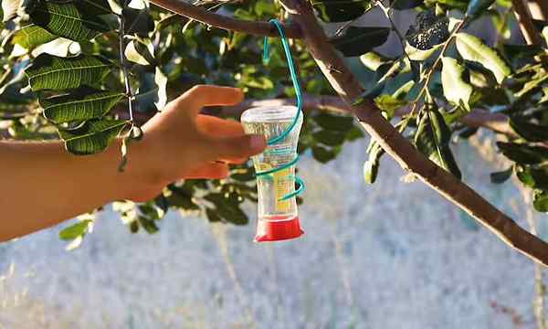 Pengumpan Hummingbird DIY 4 Desain Mudah