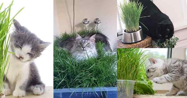 DIY Indoor -Katzengarten für Katzenliebhaber