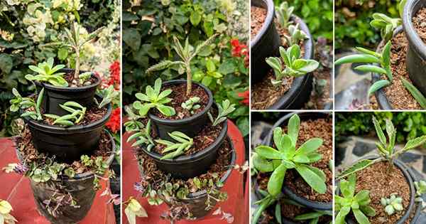 DIY Mini Tiered Succulent Garden dengan kombinasi tanaman