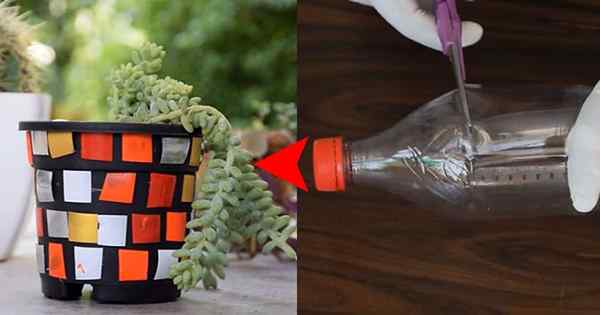 Penanam mosaik DIY keluar dari botol plastik