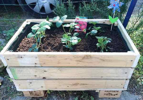 Diy Pallet Planter | Cara membuat penanam palet