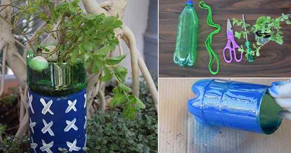 Diy Self Watering Planter keluar dari botol soda