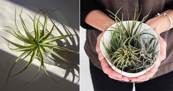 ¿Las plantas aéreas necesitan luz solar??