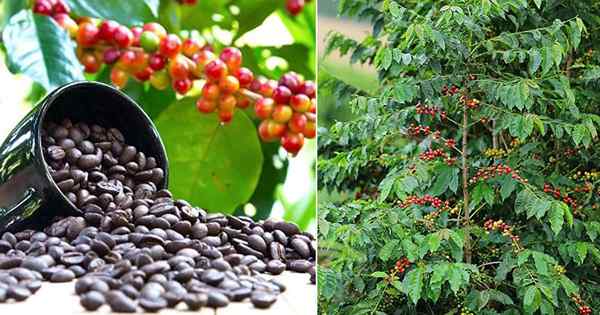 Adakah kacang kopi tumbuh di atas pokok?