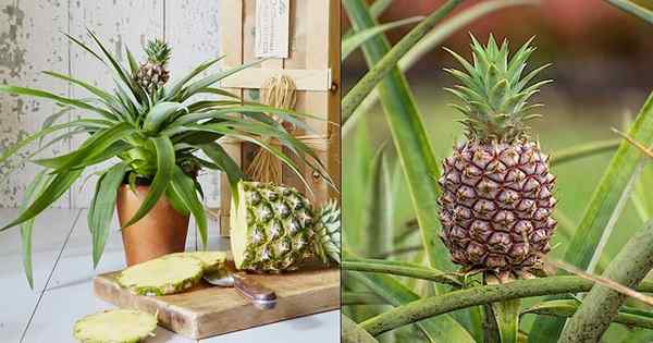 ¿Crecen las piñas en los árboles? Cultivo de piña en interiores