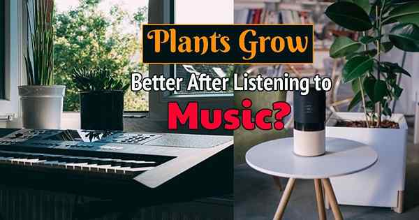 Les plantes aiment la musique | Quelles musique les plantes aiment-elles