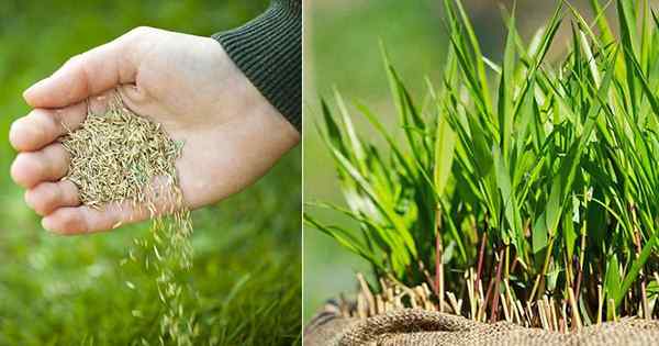 Adakah biji rumput menjadi teruk?