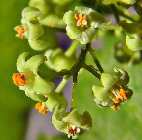 Apakah Poison Ivy memiliki bunga