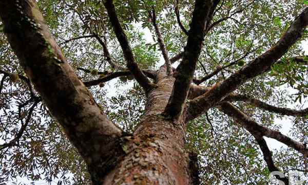 Durian Tree Diviseur mais étrangement populaire