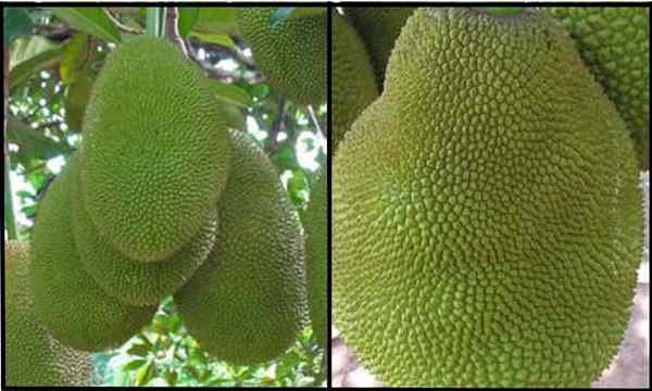 Durian vs jacquier quelle est la différence?