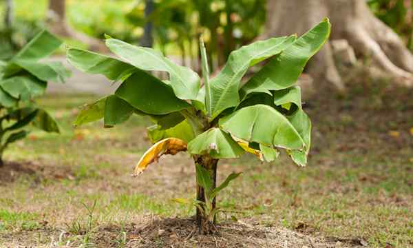 Kerdil pisang pokok tumbuh tumbuhan pisang sebagai hiasan