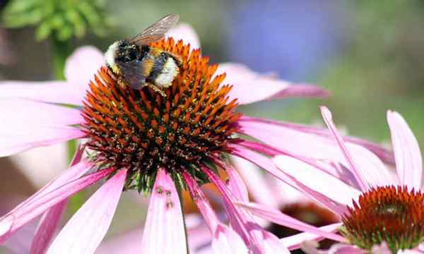 Echinacea purpurea que crece con una coneflower púrpura