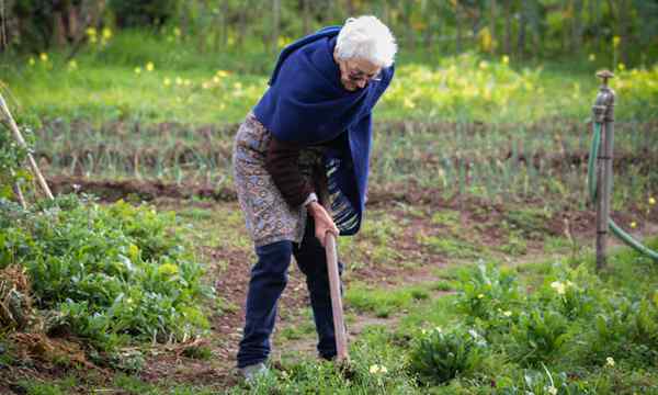 Ältere Gartenarbeit wächst anmutig alt