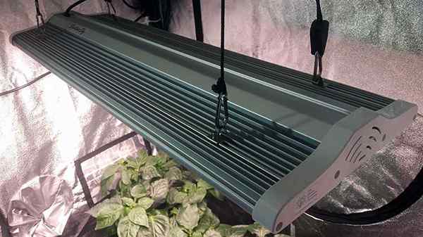 Electric Sky LEDs Next Generation of Grow Technology?