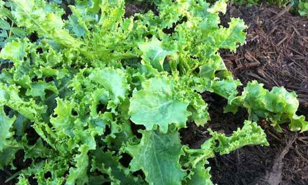 Endive Plant Cool-Weather Greens