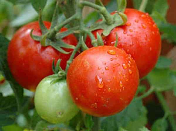 Salt Epsom para tomates | 3 usos