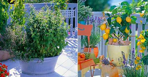 Ingrédients essentiels que vous pouvez pousser dans votre balcon pour un thé puissant