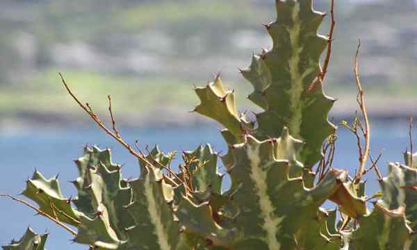 Euphorbia lACEA manipulant l'éperon marbré toxique