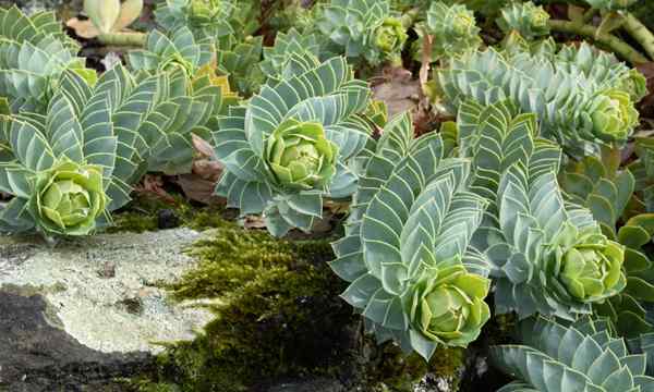 Euphorbia Myrsinites cómo cultivar myrtle Spurge