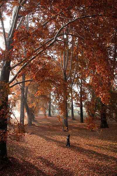 Tudo sobre as árvores chinar