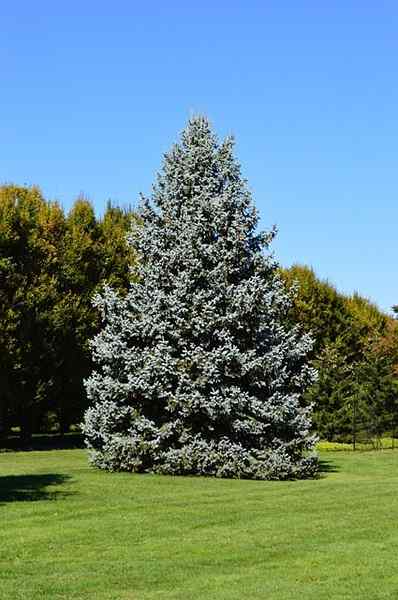 Segala sesuatu tentang menumbuhkan pohon cemara biru | Perawatan cemara biru