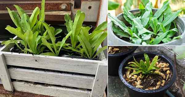 Tout sur la culture du Cuantro | Culantro Herb Care