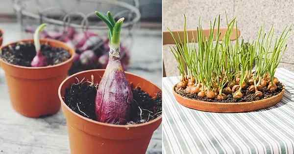 Tudo sobre o cultivo de cebolas em vasos | Cuidados com plantas de cebola