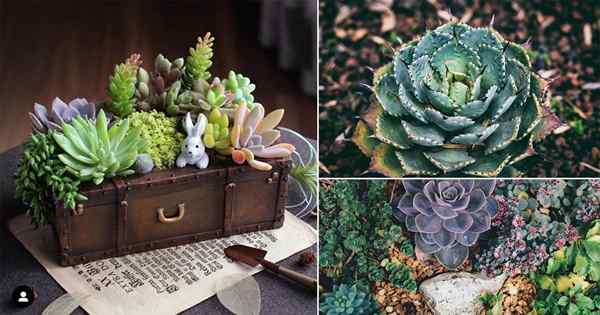 Tout sur les plantes succulentes en croissance dans 8 infographies