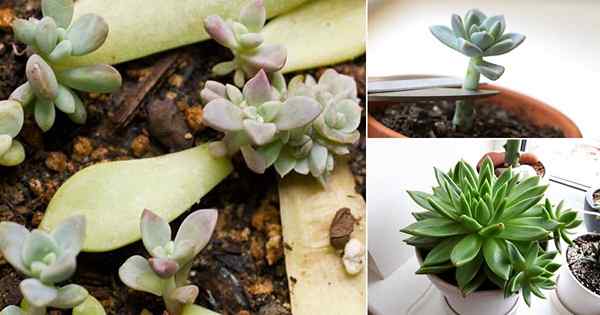 Tout sur la propagation des succulentes 4 façons de base