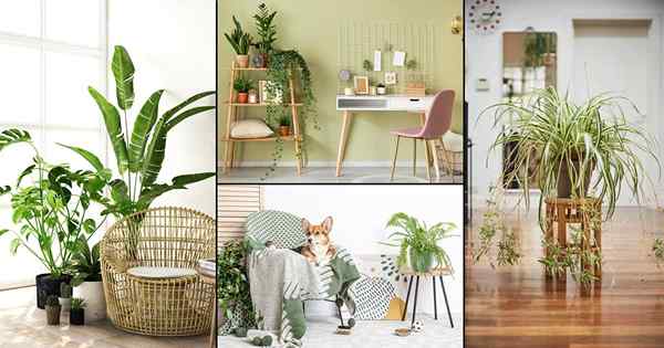 Gambar Houseplant 100 Pin Eksklusif