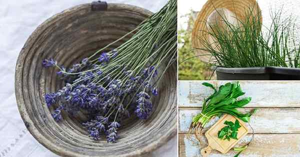 Liste exclusive de 34 herbes de cuisine | Herbes communes pour cuisiner