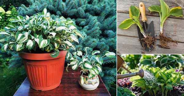 Experte Hosta wachsende Ideen, Tipps und Tricks