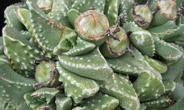 Faucaria tuberculosa verruga, maxilar de tigre de seixos