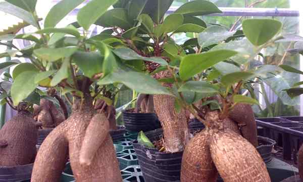 Ficus Audrey comment cultiver un banian comme planche d'intérieur