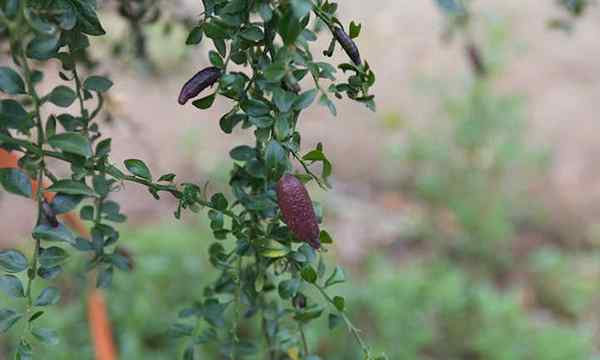 Finger -Limettenbaum der Kaviar von Zitrusfrüchten