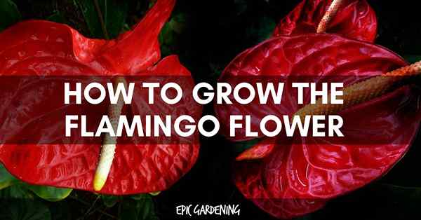 Flamingo Flower (Anthurium scherzeranum) Penjagaan