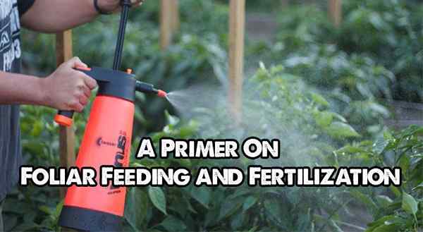 Alimentação foliar e fertilização em hidroponia