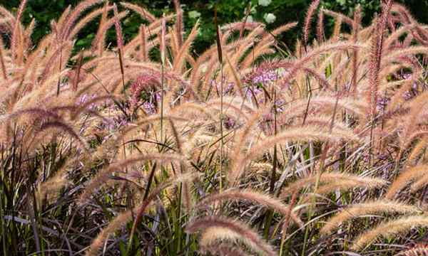 Controle de ervas daninhas Foxtail prevenindo a grama de raio