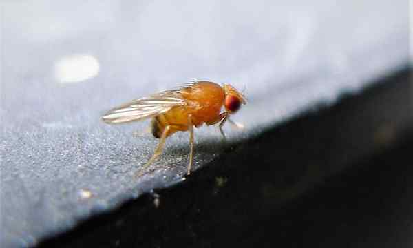 Les parasites de la mouche des fruits les gardant à distance