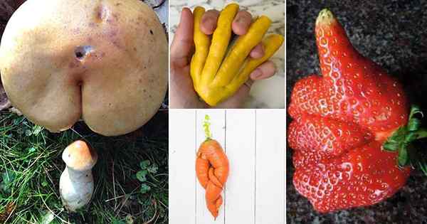 Fruits et légumes qui ressemblaient à autre chose